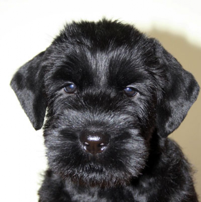 A photo of a 45 days old, black, Giant Schnauzer pup